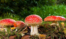 17ccgcg吃瓜爆料蘑菇,蘑菇背后的惊人真相